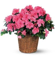 Fresh Flower Delivery Burlington ON Flower delivery in Burlington