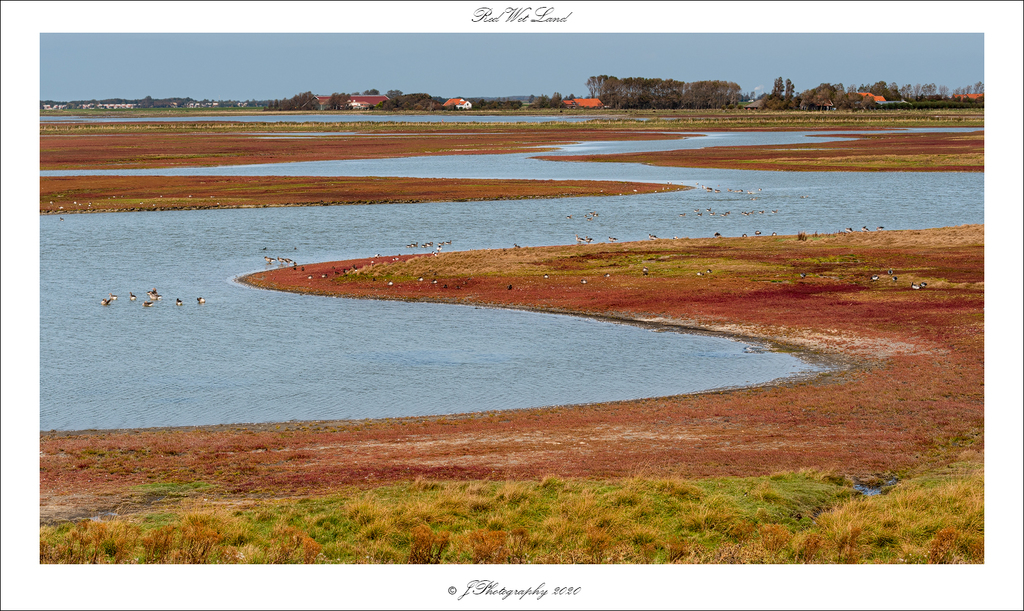  DSC0314 Red Wet Land - 