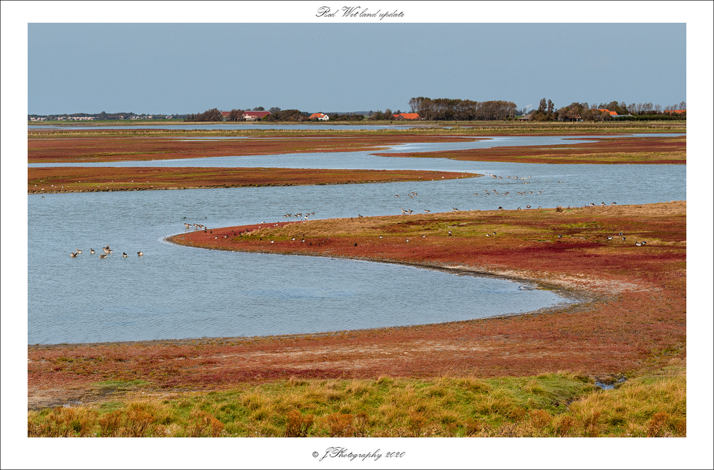  DSC0314 Red Wet land update - 