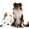 Pet Sitting Service - Picture Box