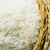Basmati-rice - Basmati Rice