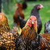Poultry Farming- A Growing ... - Picture Box