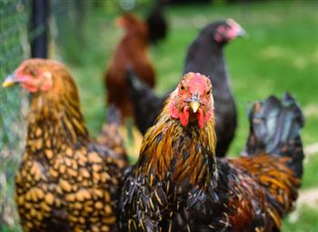 Poultry Farming- A Growing Business Picture Box