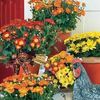 Same Day Flower Delivery Ot... - Florist in Ottawa, ON
