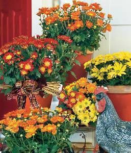 Same Day Flower Delivery Ottawa ON Florist in Ottawa, ON