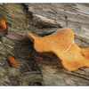 Beachwood Fungi 2020 - Close-Up Photography