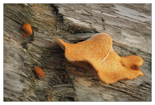 Beachwood Fungi 2020 Close-Up Photography
