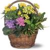 Florist in Minneapolis MN - Flower Delivery in Minneapo...