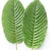 Kratom for sale online - Picture Box