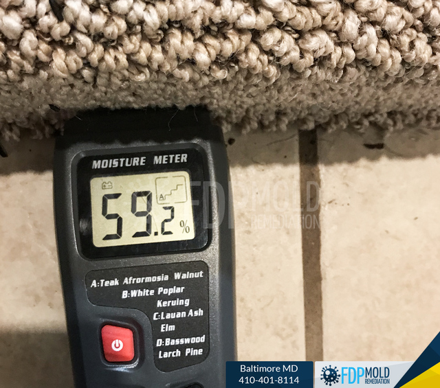 FDP Mold Remediation | Mold Removal Baltimore FDP Mold Remediation | Mold Remediation Baltimore