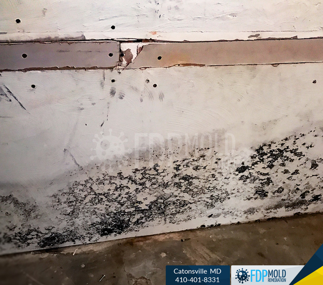 FDP Mold Remediation | Mold Remediation Catonsvill FDP Mold Remediation | Mold Remediation Catonsville