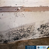 FDP Mold Remediation | Mold... - FDP Mold Remediation | Mold...