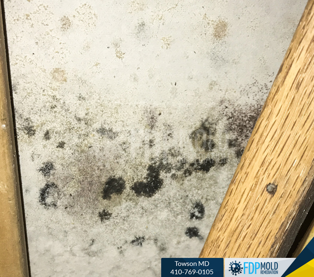 FDP Mold Remediation | Mold Removal Towson FDP Mold Remediation | Mold Removal Towson