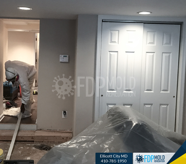 FDP Mold Remediation | Mold Remediation Ellicott C FDP Mold Remediation | Mold Removal Ellicott City