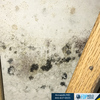 FDP Mold Remediation | Mold... - FDP Mold Remediation | Mold...