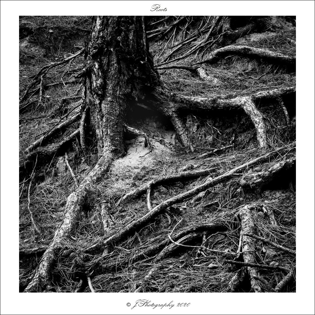  DSC0591 Roots - 