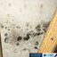 FDP Mold Remediation | Mold... - FDP Mold Remediation | Mold Removal Silver Spring