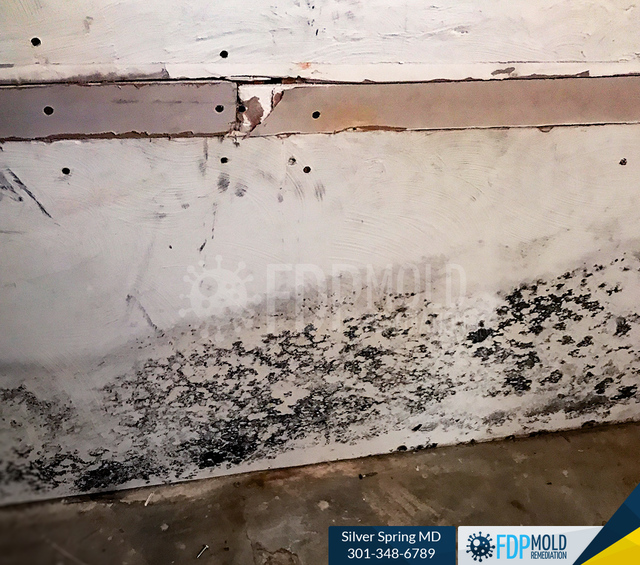 FDP Mold Remediation | Mold Removal Silver Spring FDP Mold Remediation | Mold Removal Silver Spring