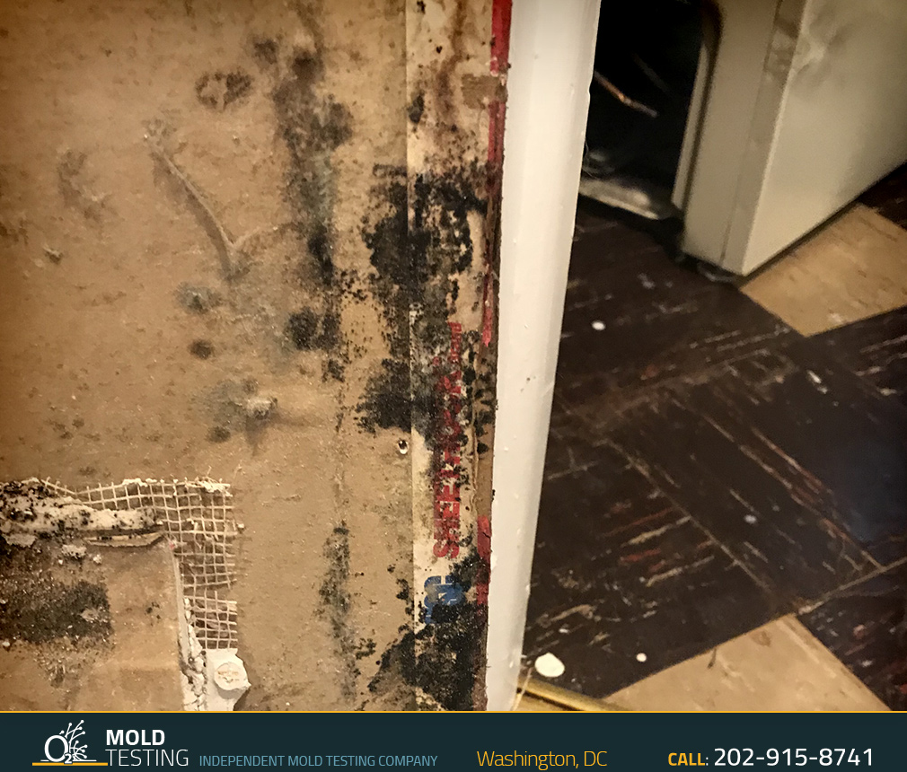 o2 Mold Testing | Mold Testing Washington O2 Mold Testing