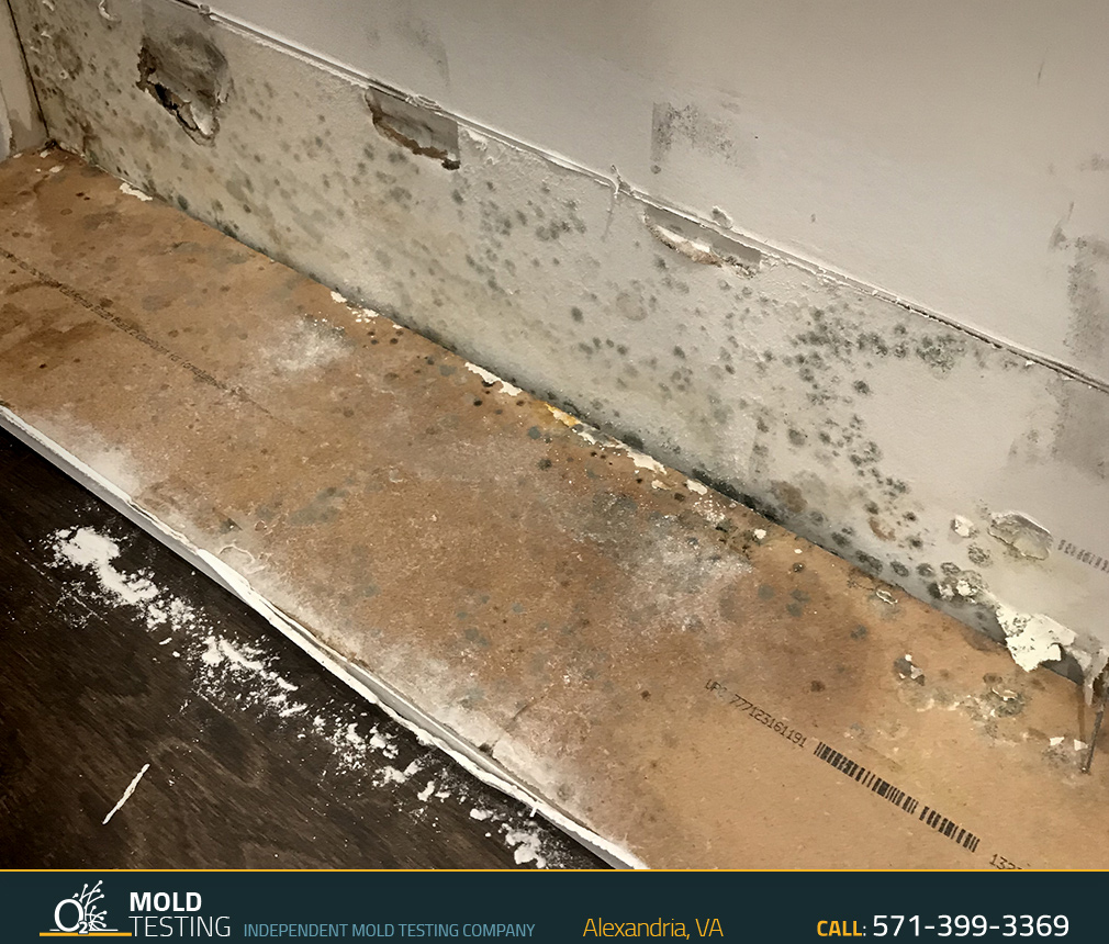 O2 Mold Testing | Mold Testing Alexandria Mold Testing | Mold Testing Alexandria