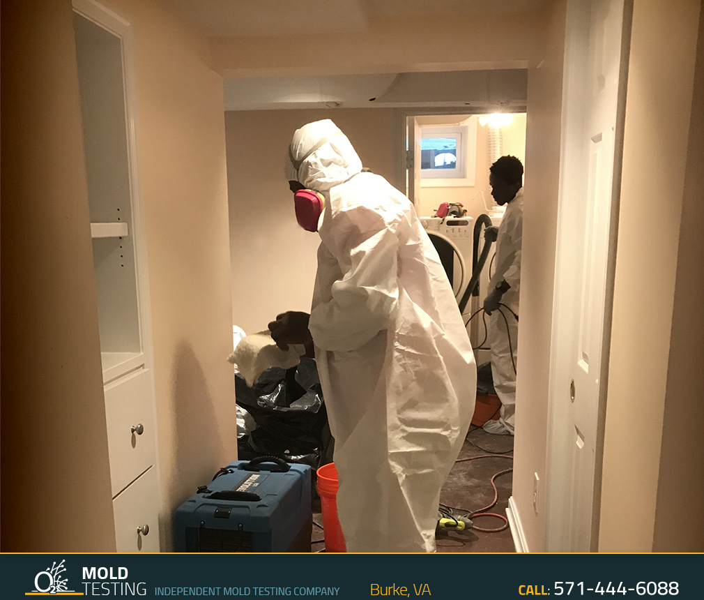 O2 Mold Testing | Mold Testing Burke Mold Testing | Mold Inspection and Testing Burke