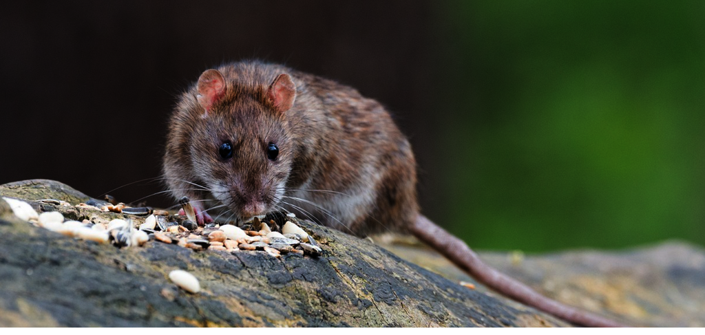 Insight Pest Control Portland Picture Box