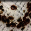 Bed Bug Exterminator Los An... - Picture Box