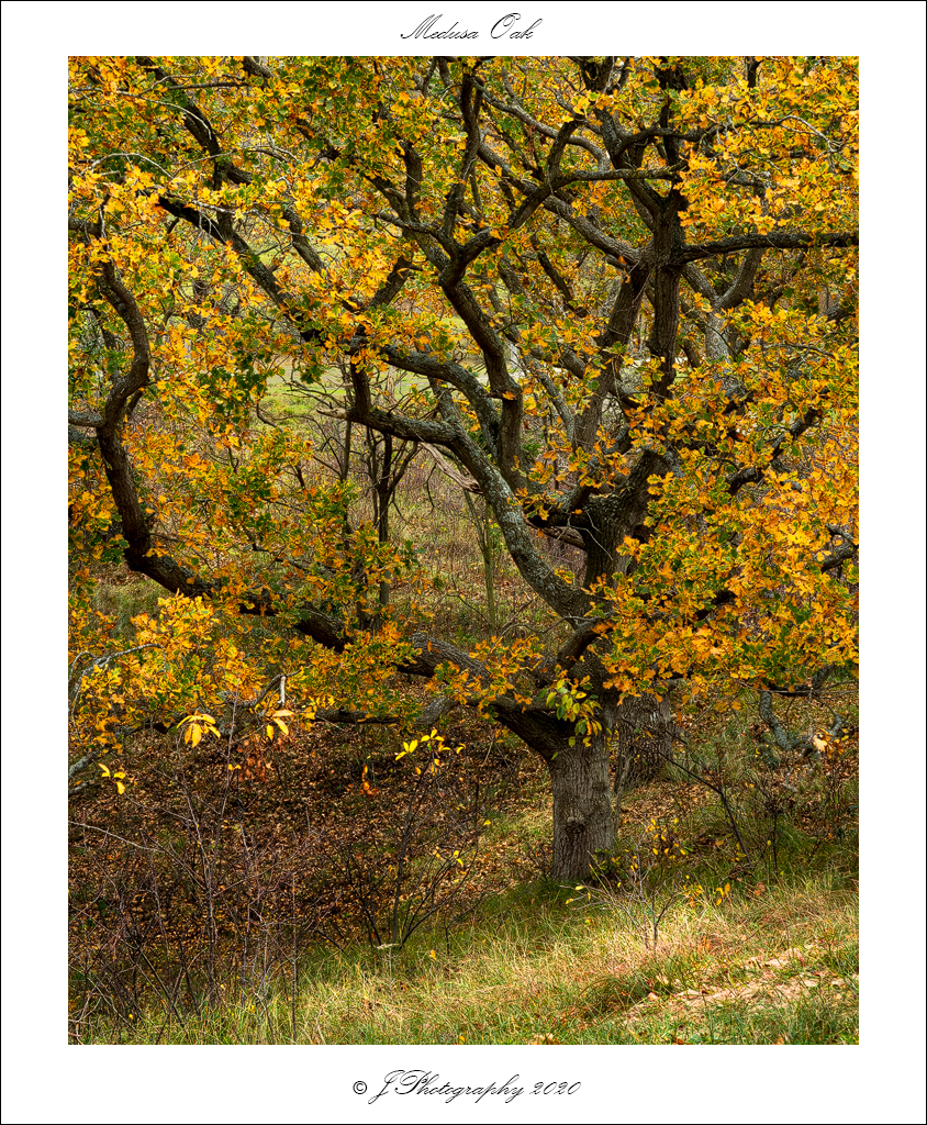  DSC0756 Medusa Oak - 