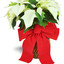 Christmas Flowers Lewes DE - Florist in Lewes, DE