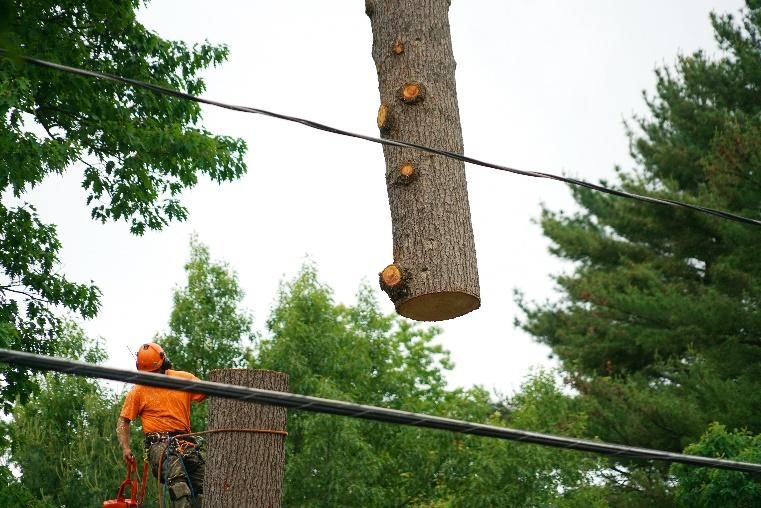 Affordable Tree Service Inc Affordable Tree Service Inc. - Tree Service Miami