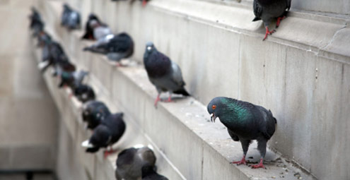Pest Control Picture Box