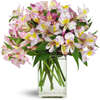 Fresh Flower Delivery Phoen... - Flower Delivery in Phoenix, AZ