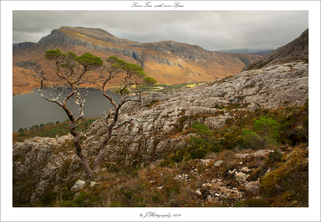  DSC1154 Same tree with more space - 