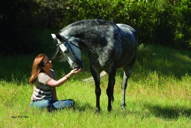 pleasure horse Paso Fino Horse Association