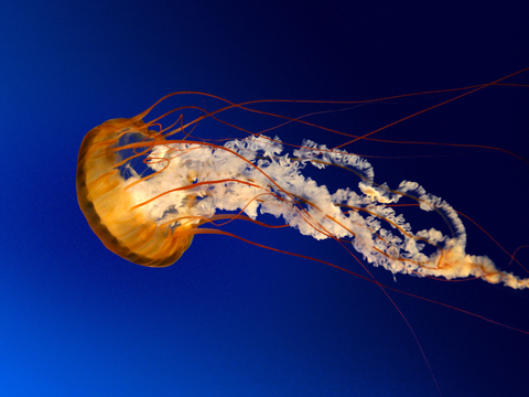 Jellyfish - Anonymous