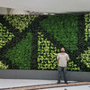 completed-vertical-garden-wall - Alessio's Garden