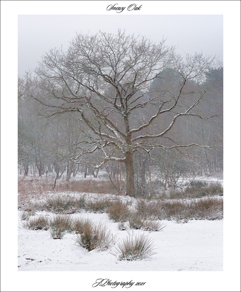  DSC0941 Snowy Oak 2 - 