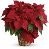 Get Flowers Delivered Solon OH - Florist in Solon, OH