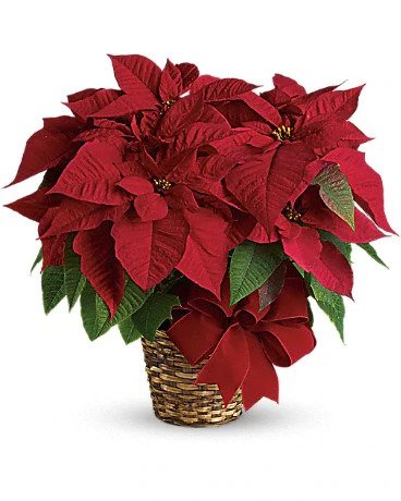 Get Flowers Delivered Solon OH Florist in Solon, OH