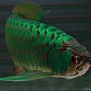 Asian Arowana Fish for sale - Asian Arowana Fish