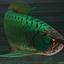 Asian Arowana Fish for sale - Asian Arowana Fish