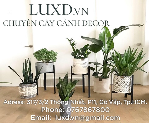 canh-canh-decor-luxd - Anonymous