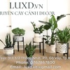 canh-canh-decor-luxd - Luxd