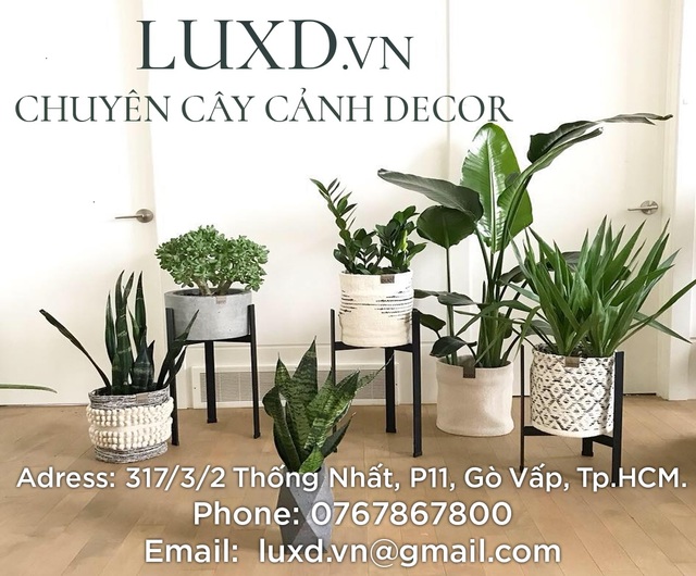 canh-canh-decor-luxd Luxd