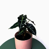 Best Indoor Plants to Refre... - Picture Box