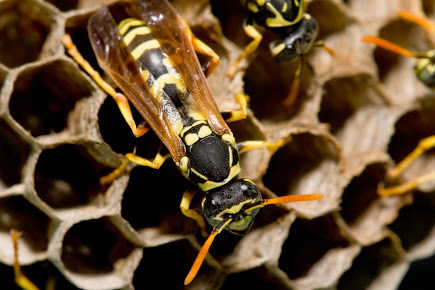 Best Pest Control Company Toronto, ON GreenLeaf Pest Control