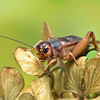 Concrete Termite Toronto, ON - GreenLeaf Pest Control