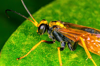 Concrete Termite Toronto GreenLeaf Pest Control