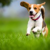 HOW MUCH EXERCISE DOES MY N... - Dog or Cat walking