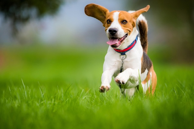 HOW MUCH EXERCISE DOES MY NEW PUPPY NEED? Dog or Cat walking